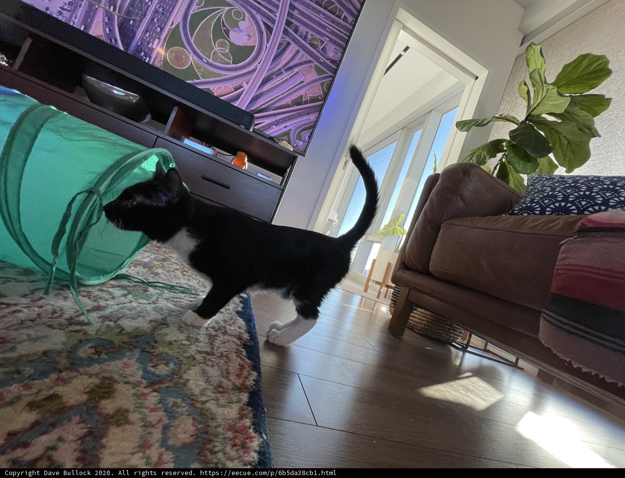 A Feline Stroll