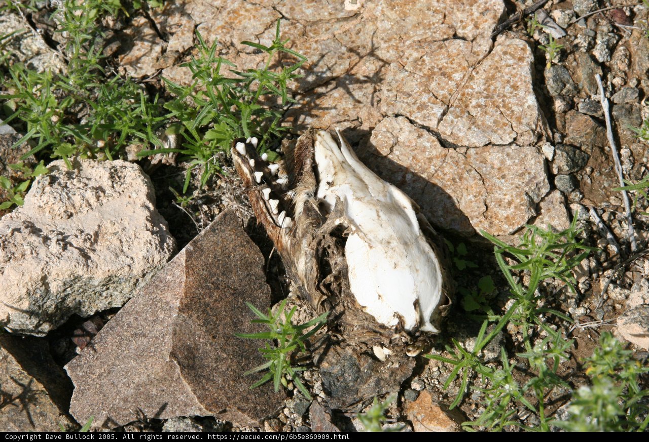 Fallen Life