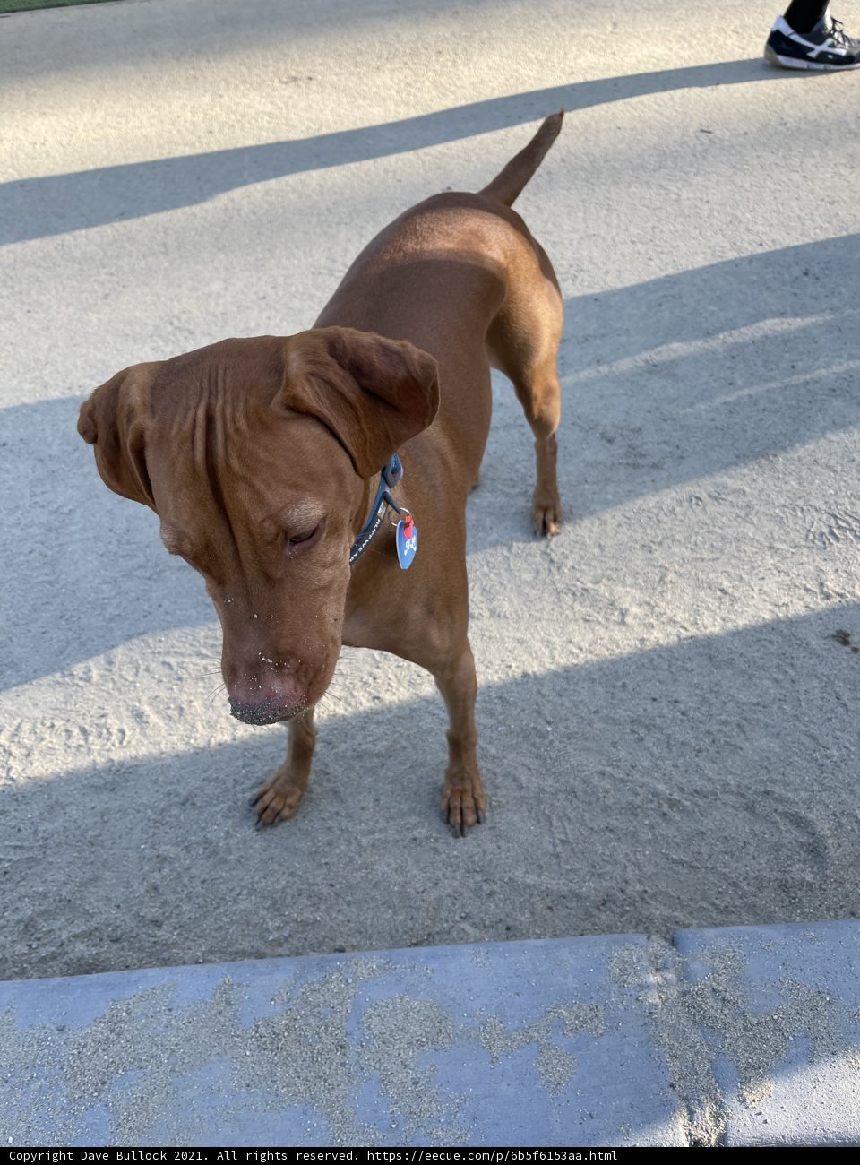 A fashion-forward pup in the park