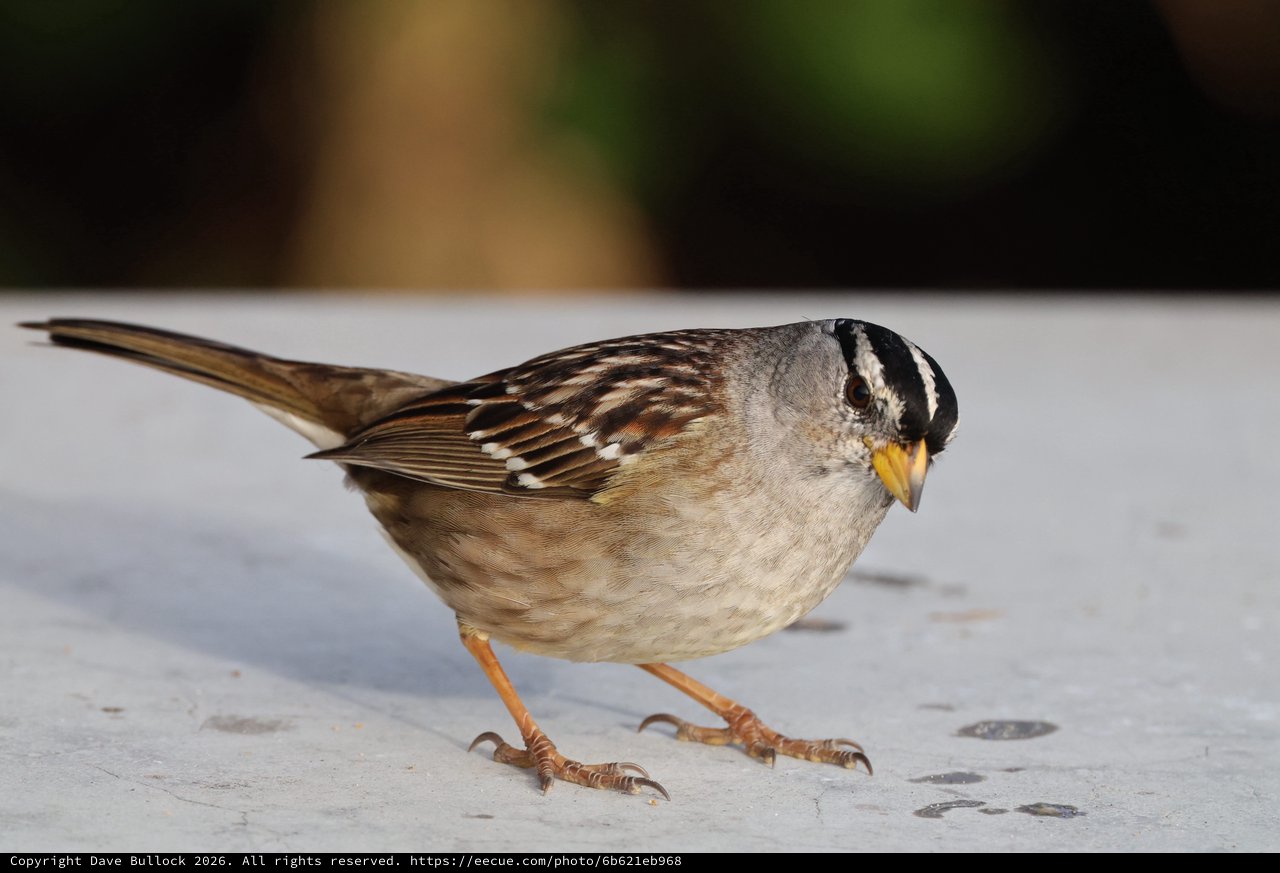 White-Crowned Sparrow at Drakes Beach