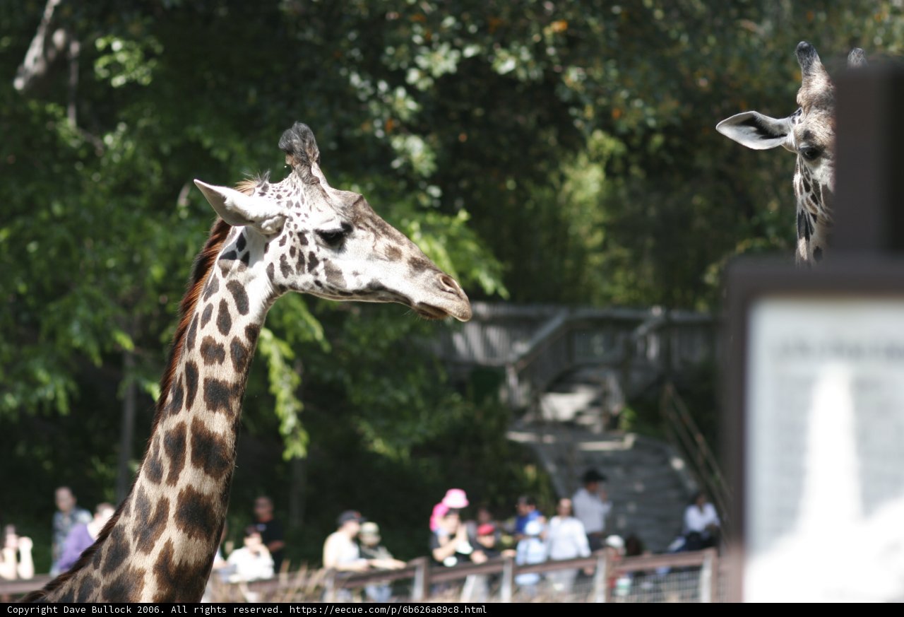 Two Giraffes in a Zoo