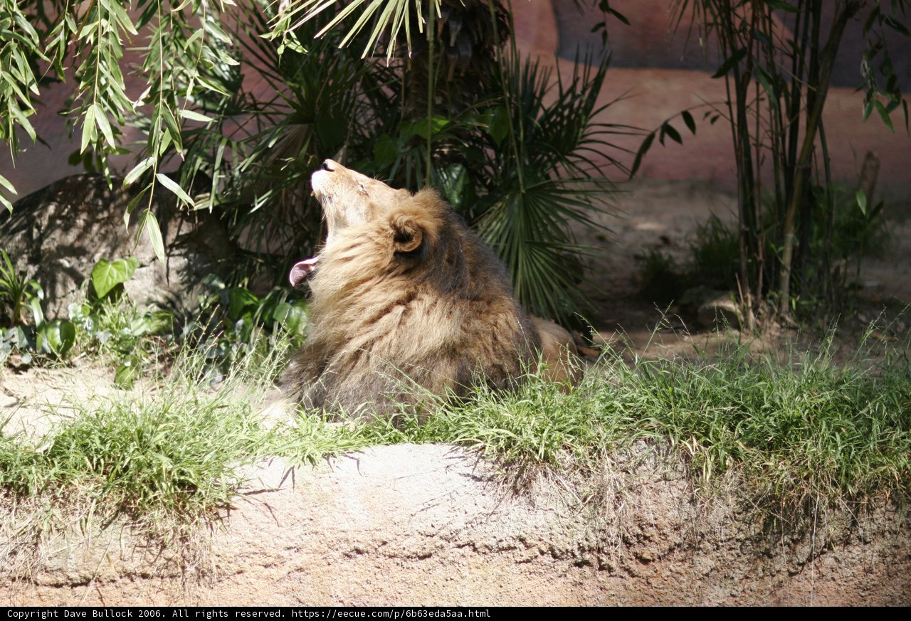 King of the Jungle
