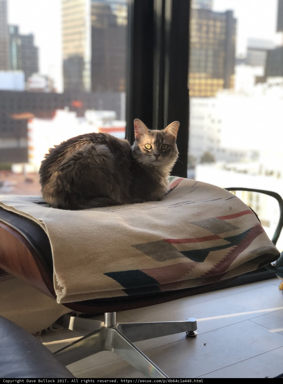Feline Coziness