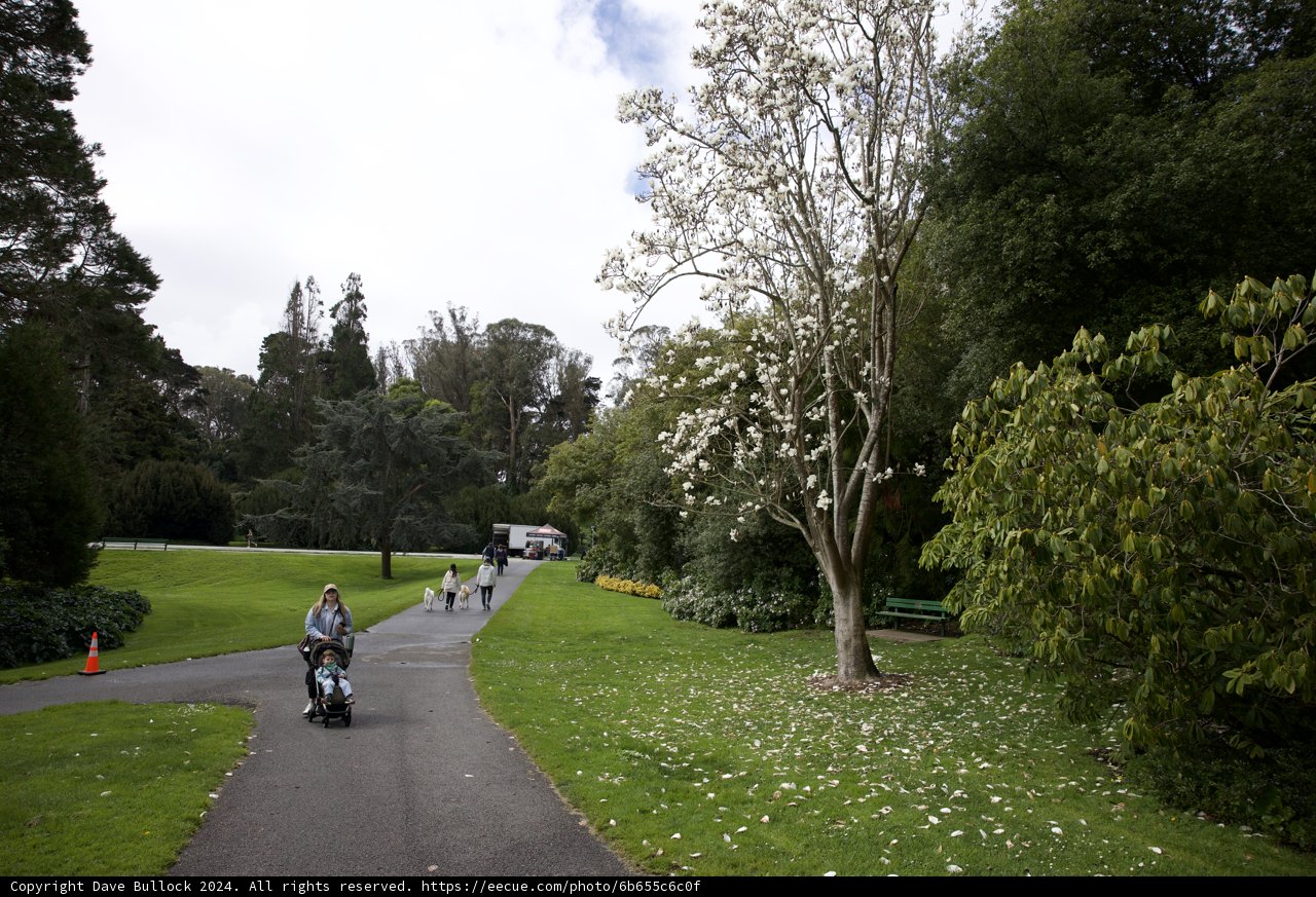 Pedal Meets Petal: A Ride Through the Conservatory of Flowers