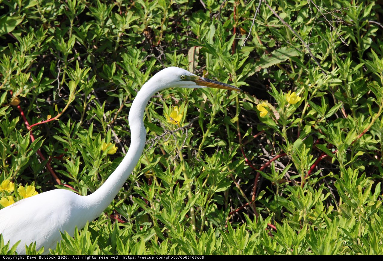 Great Egret Hunting Among Yellow Wildflowers