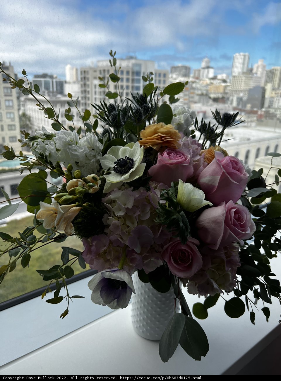 Blooming Beauty by the Window