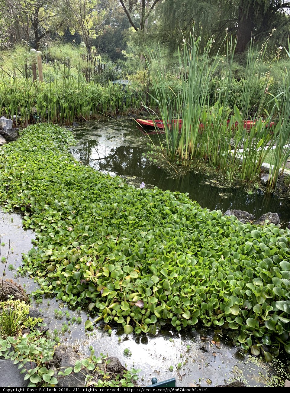 Tranquil Pond with a Boat amidst Lush Vegetation