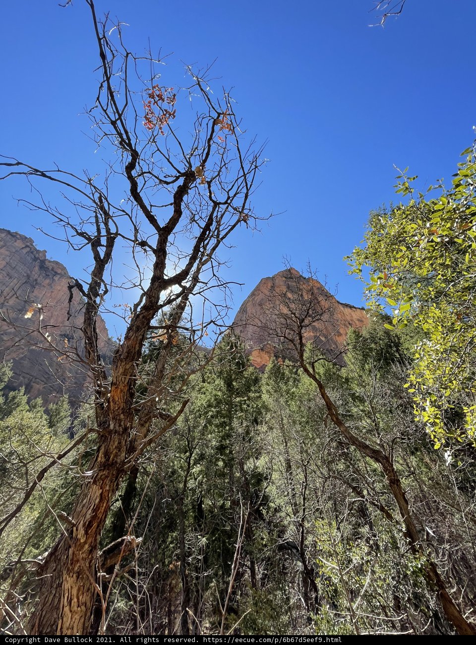 Majestic Tree Standing against Mountain Range