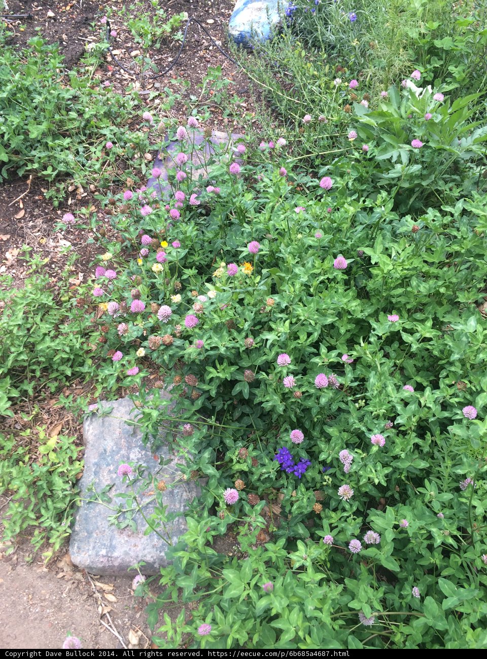 A Garden of Herbal Delights