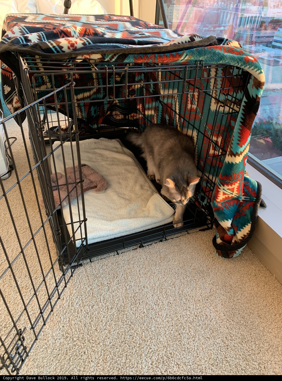 Trapped Feline