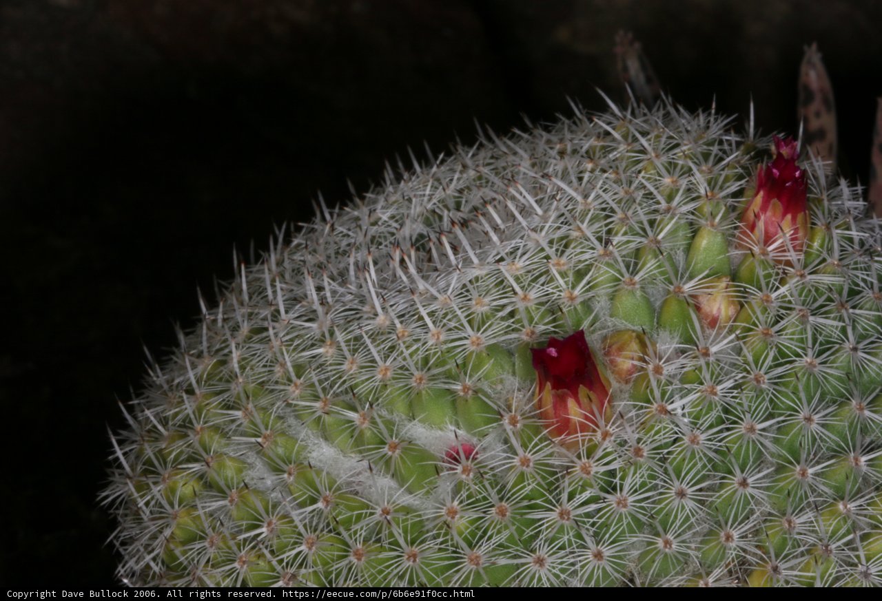A Stunning Cactus with Vibrant Red Flowers