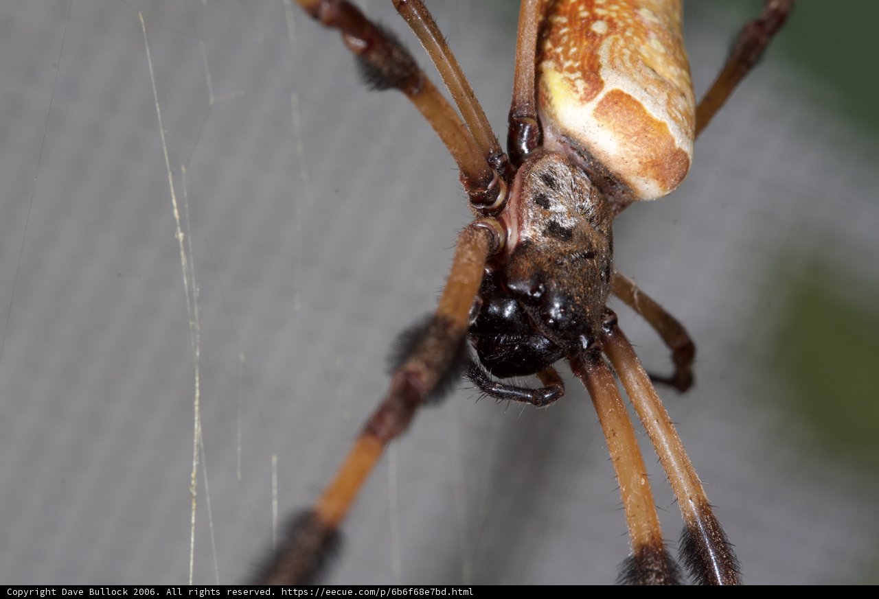 Garden Spider with Long Tail