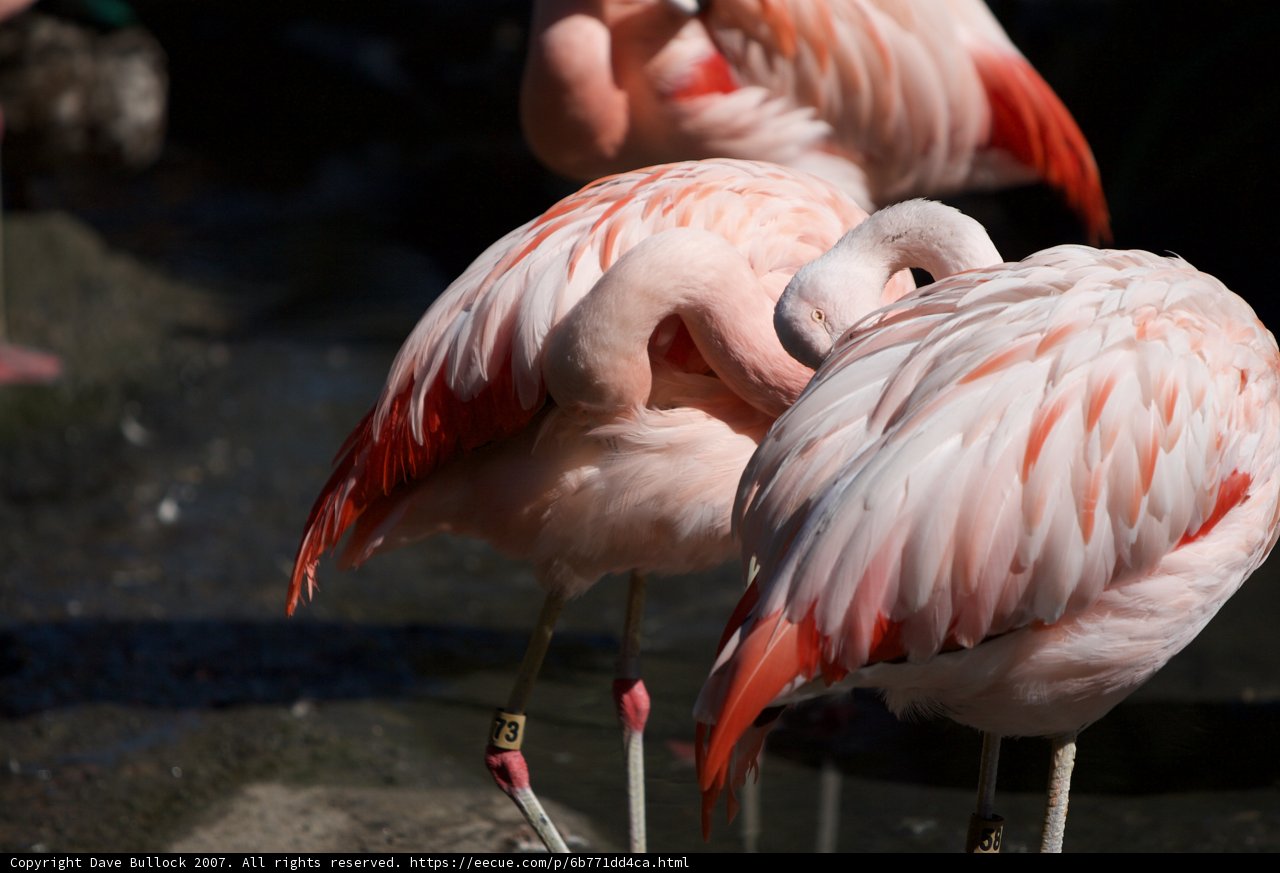 Flamingo Flock