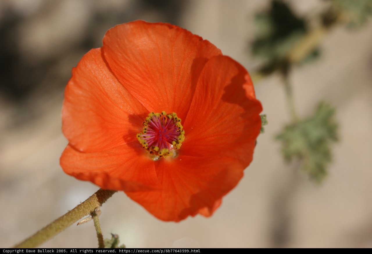 Orange Blossom