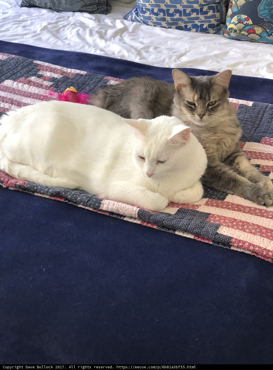 Bedtime Buddies