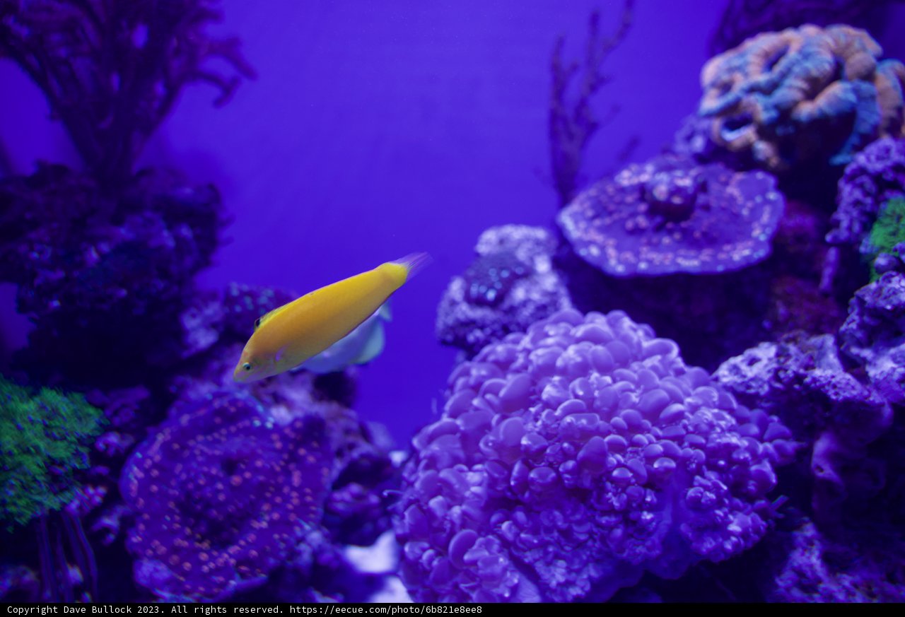 Underwater Radiance: The Golden Submarine Explorer