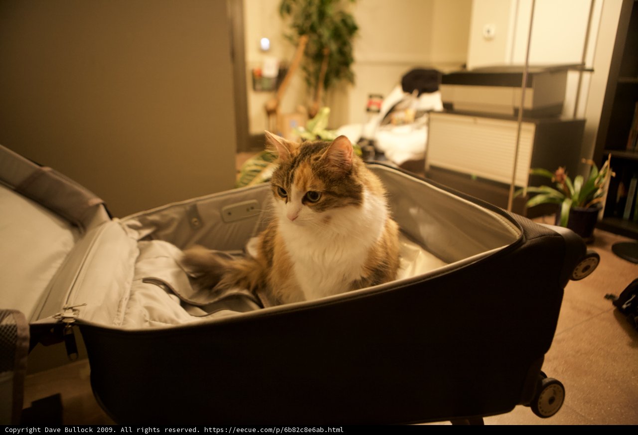 Feline Wanderlust