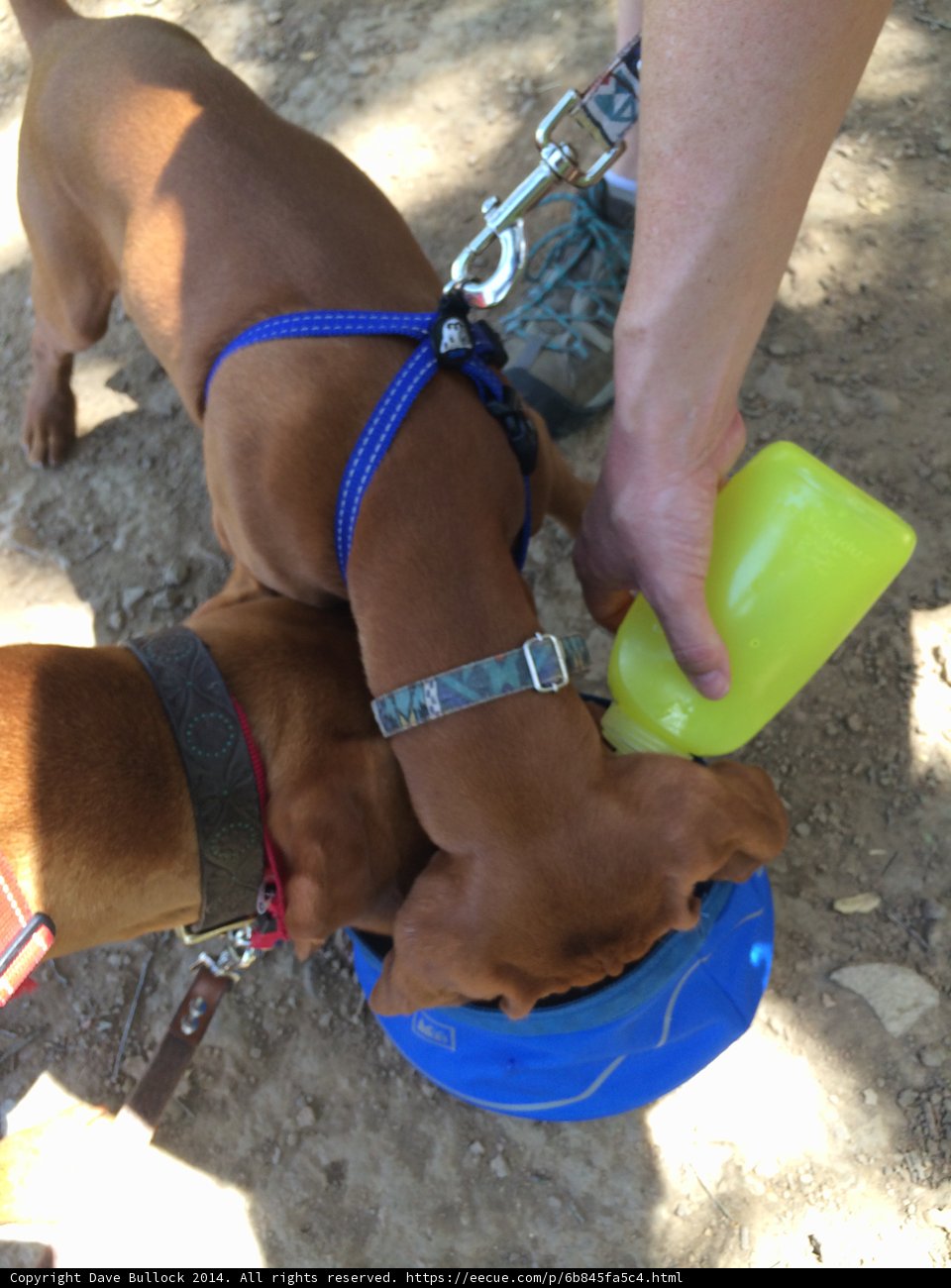 Thirsty Pup Takes a Swig