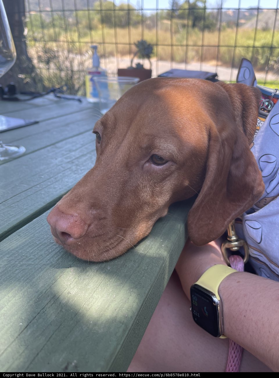 The Wristwatch Pup