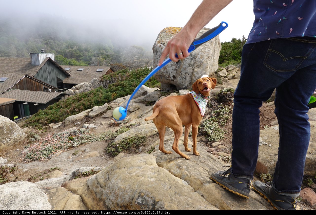 Walking Man and his Vizsla Companion on a Rocky Road