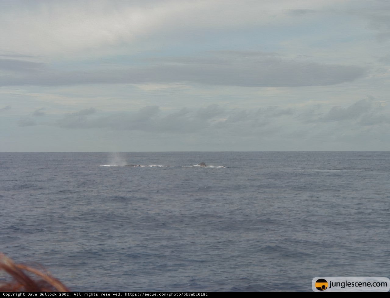 Majestic Humpback Whales in the Hawaiian Ocean