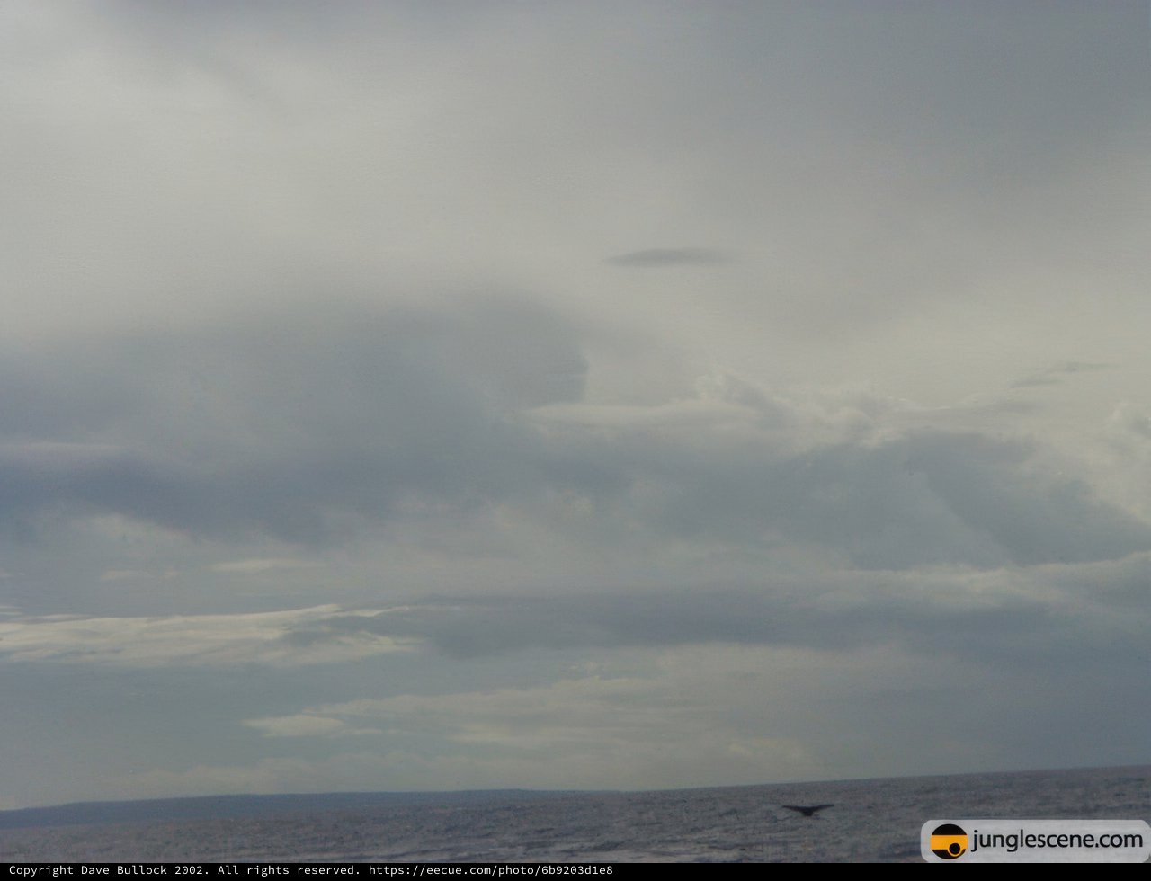 Majestic Bird Soaring Above the Ocean