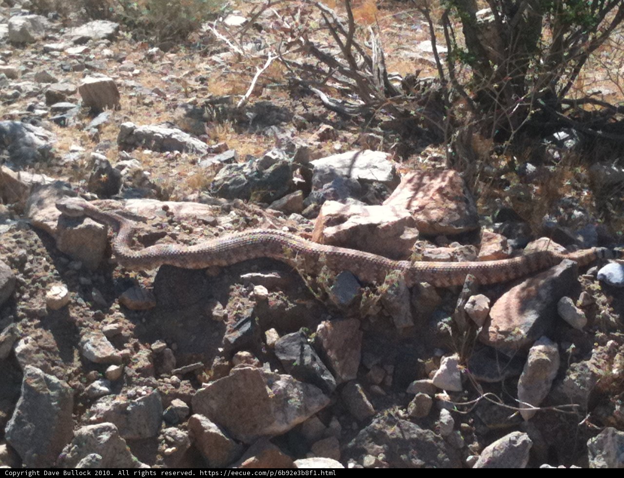Desert Serpent
