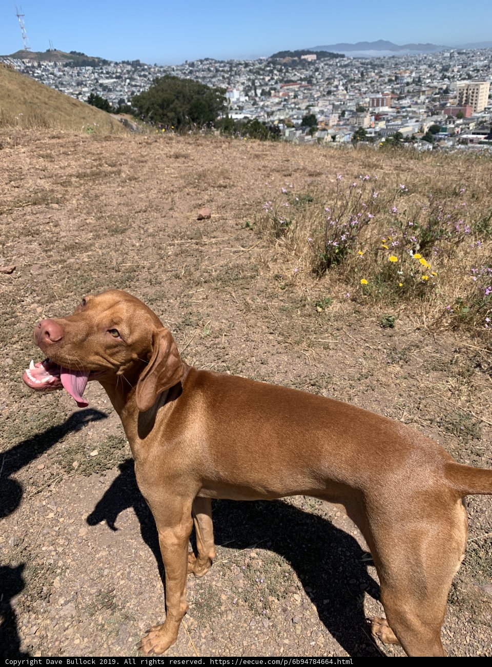 City Watcher