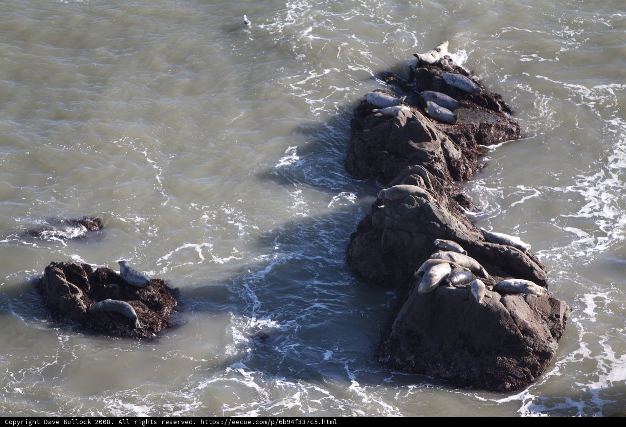 Seals sunbathing on rocky promontory