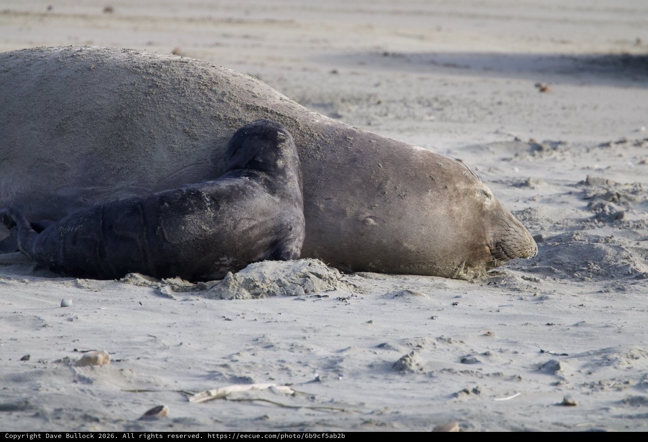 Elephant Seal Resting on Sandy Beach at Drakes Beach