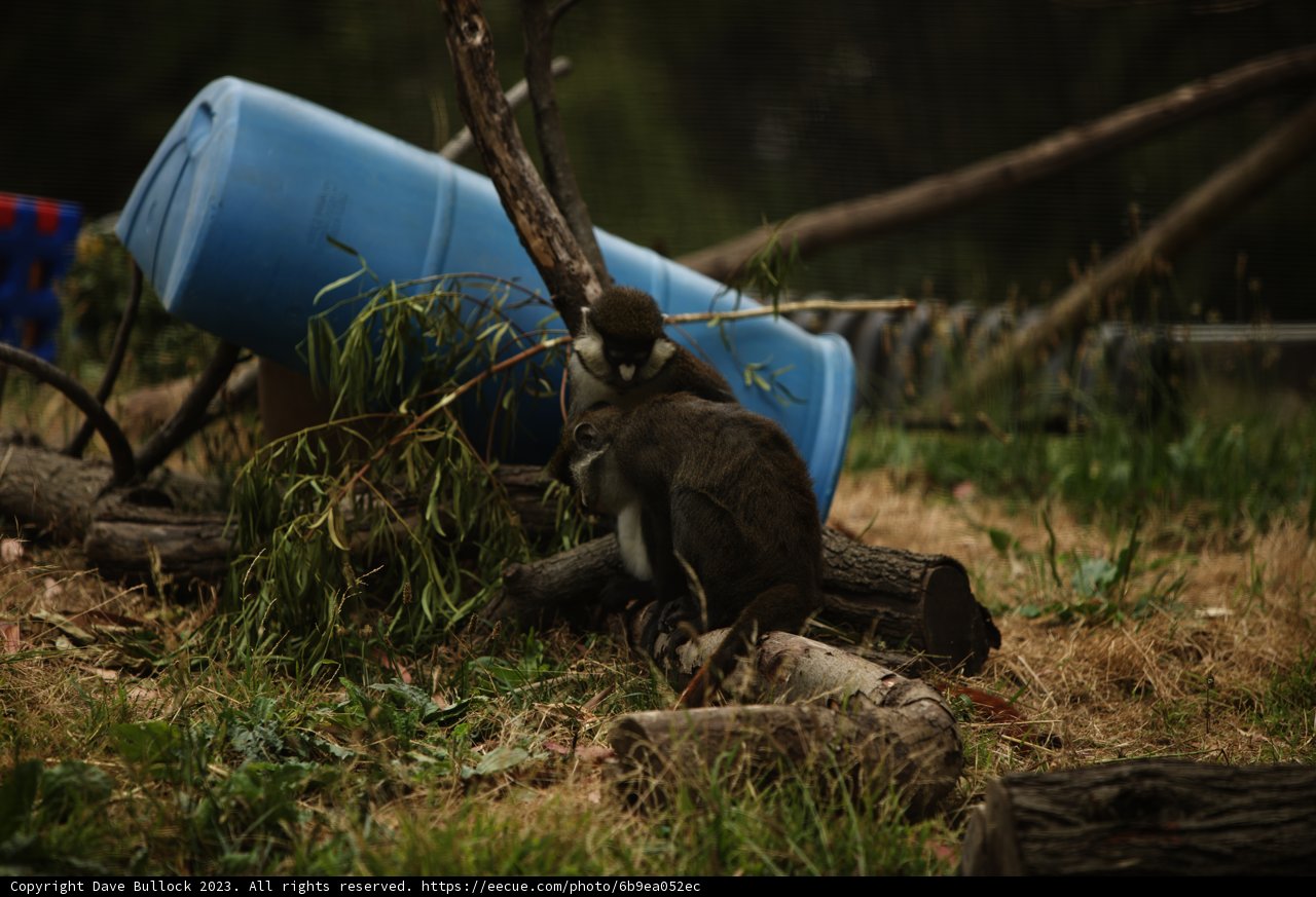 A Doubly Delightful Display: Monkeys at the Oakland Zoo