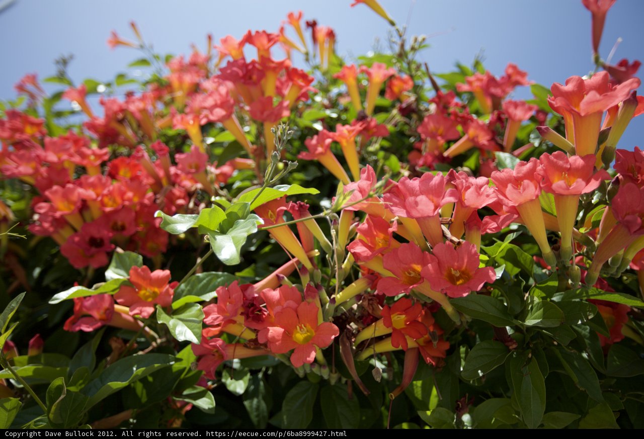 Bright Red Geranium Bush
