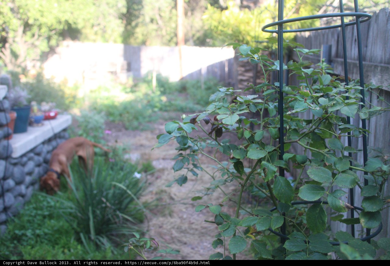 Peaceful Pup in Lush Backyard Garden