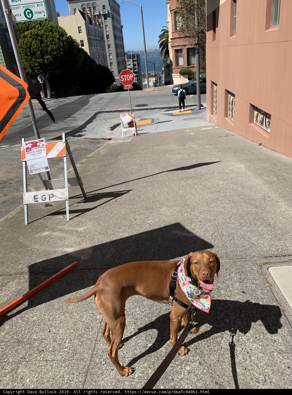 Urban Canine Stroll