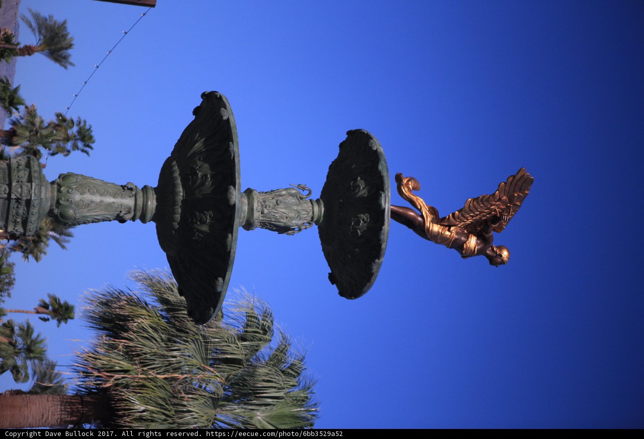 Flight of the Palm Tree Bird