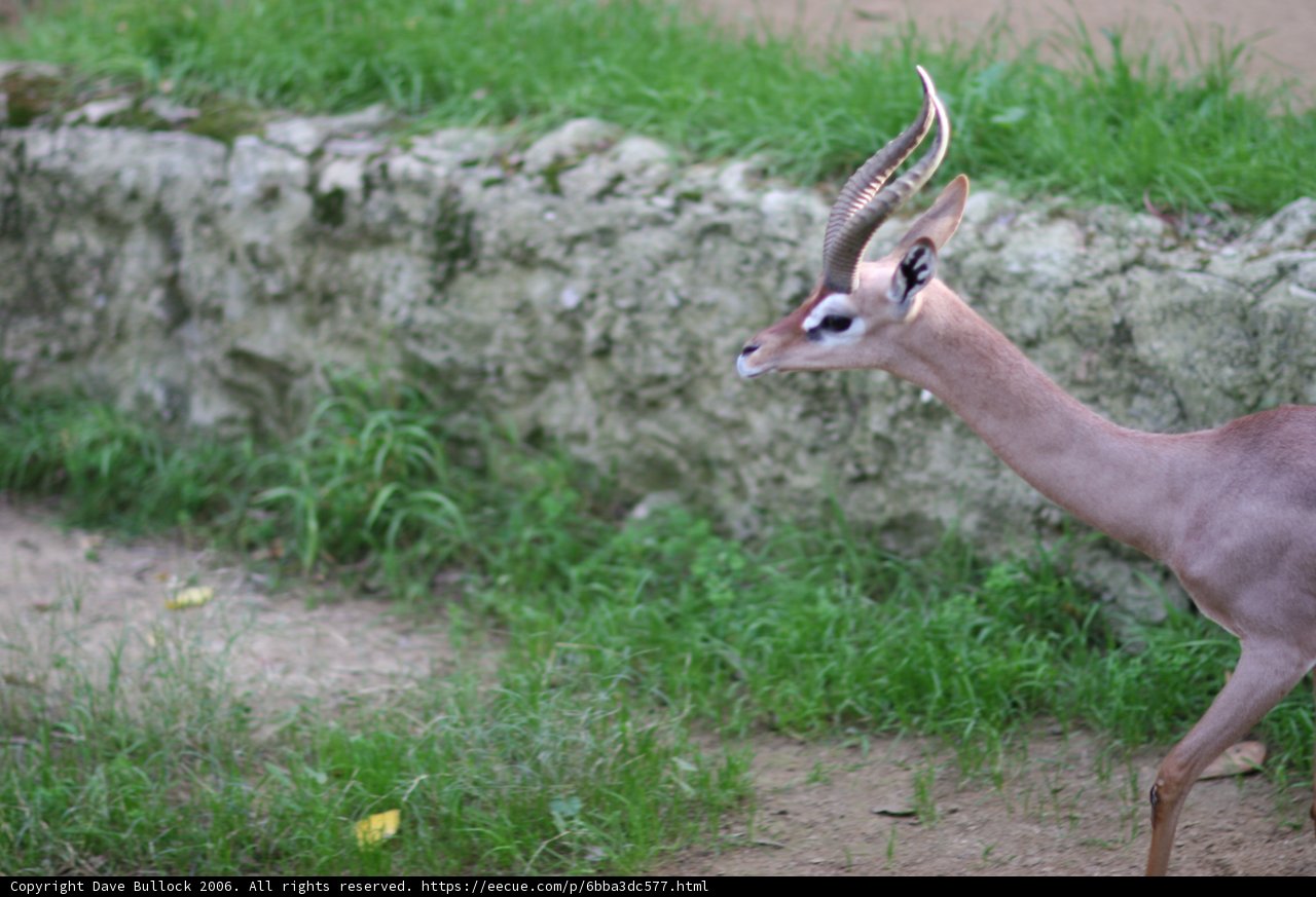 Majestic Impala Strolling in the Grass