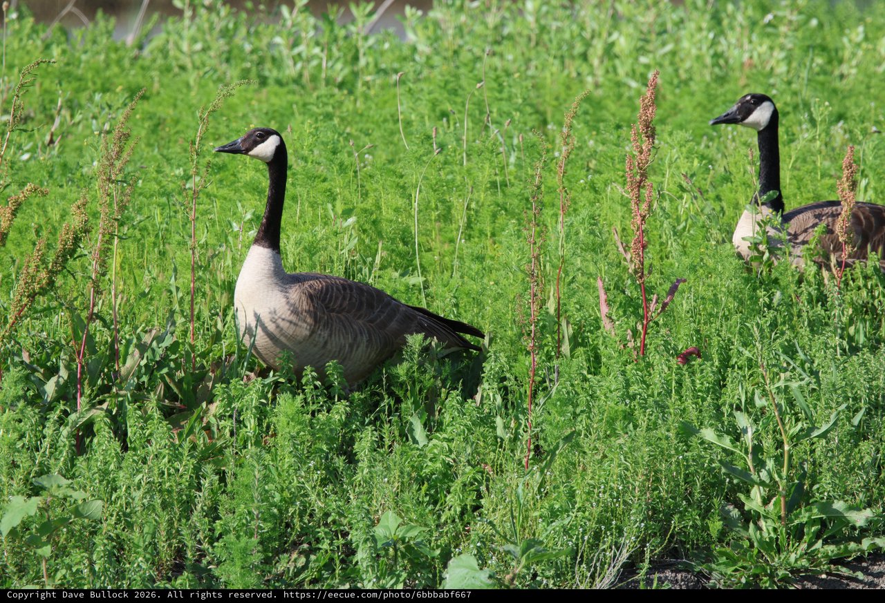 Canada Geese Foraging in Lush Spring Wetland Grassland