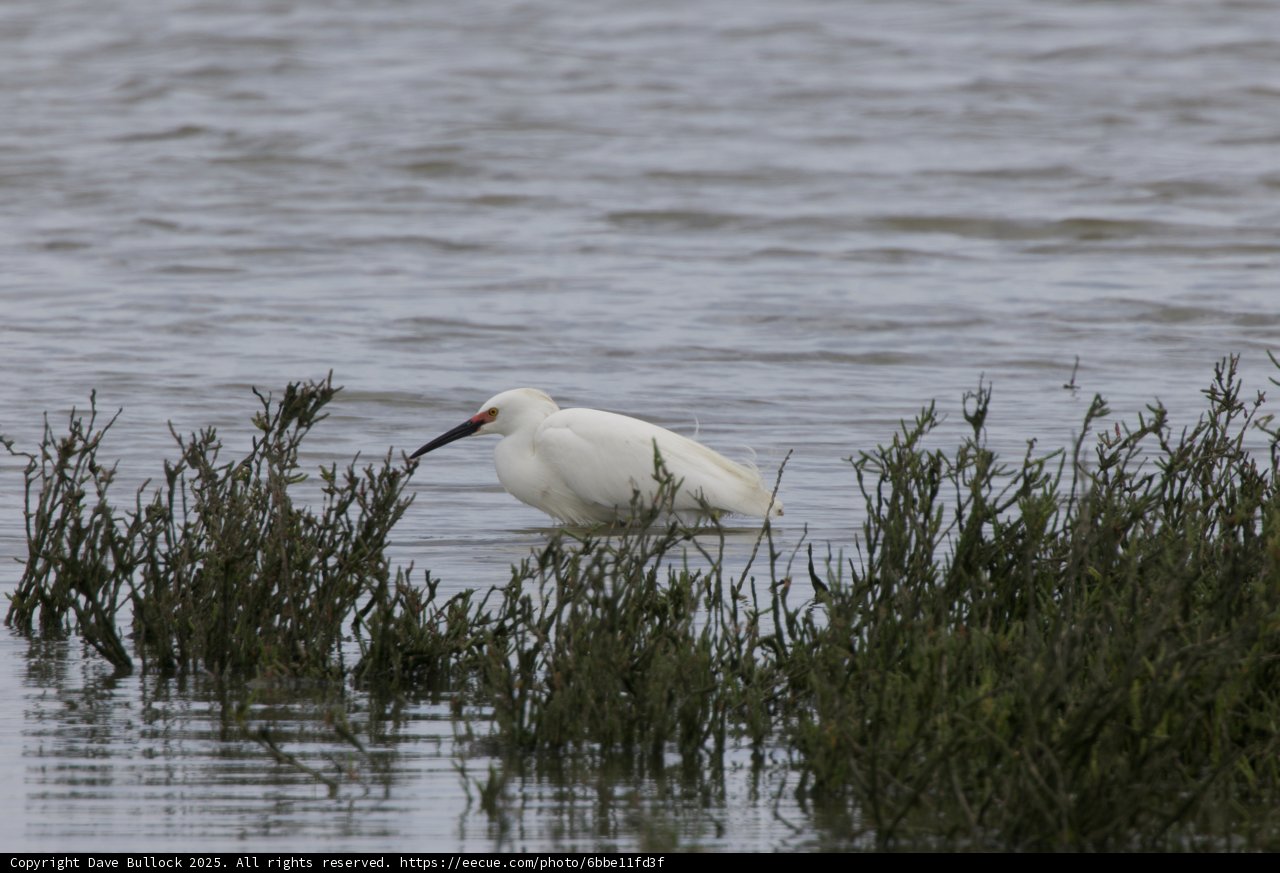 Grace of the Marshlands