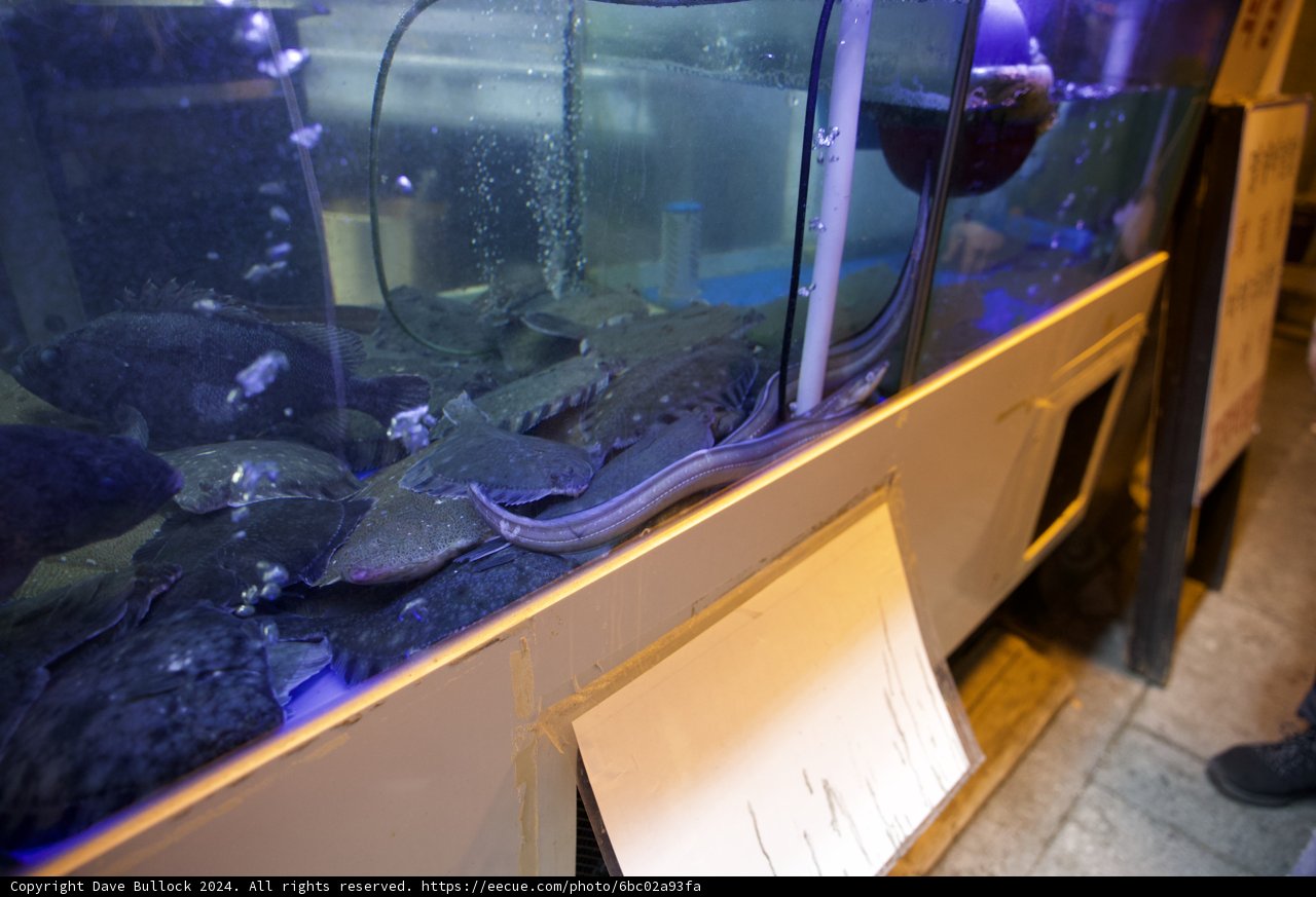 An Underwater Journey in Korea
