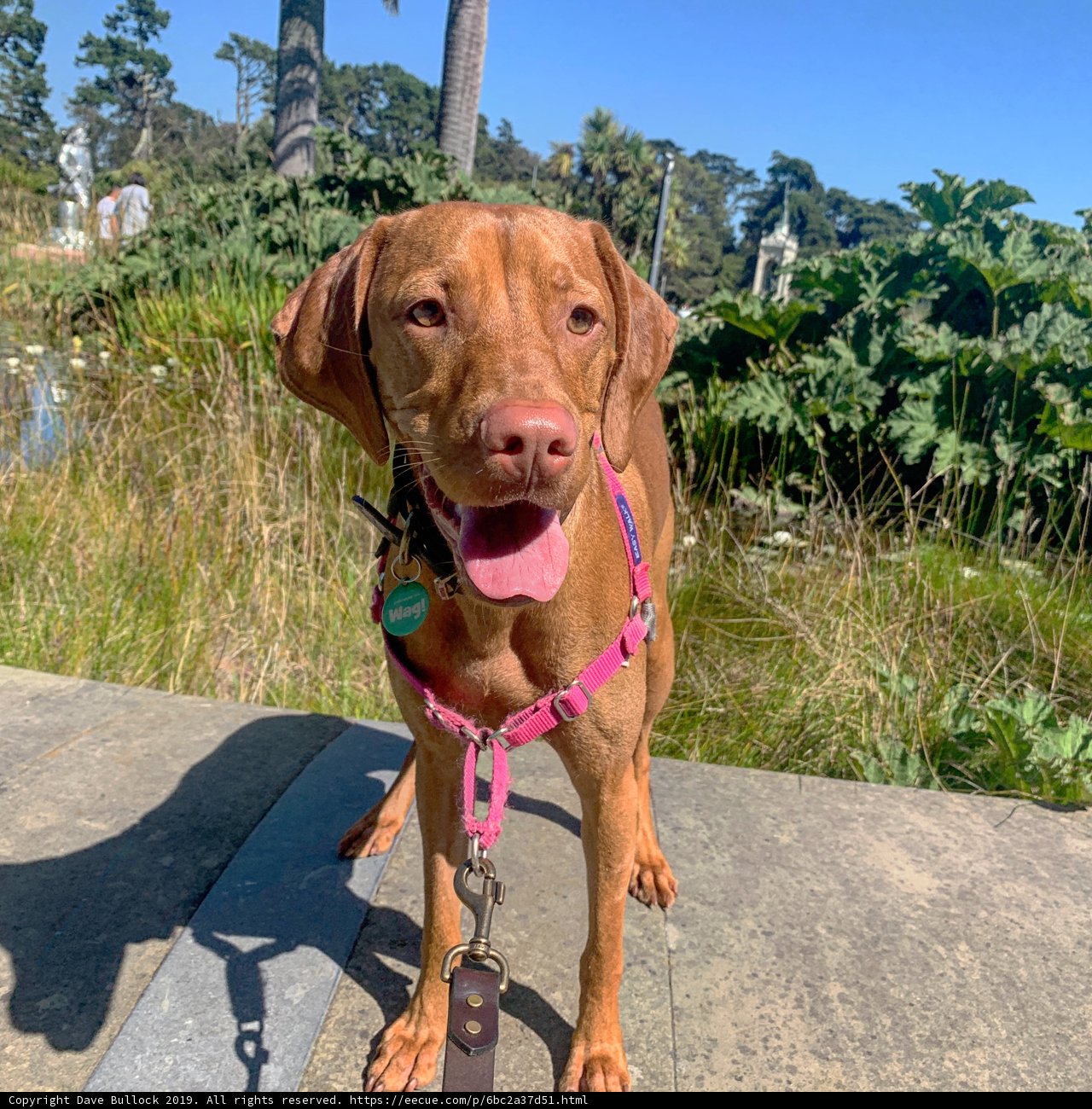 Brown Vizsla on a Summer Stroll