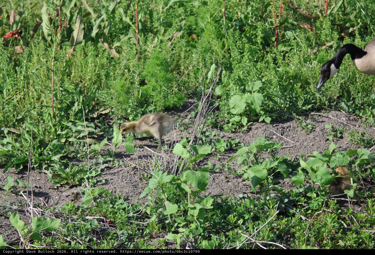 Canada Goose Gosling Exploring Garden Patch