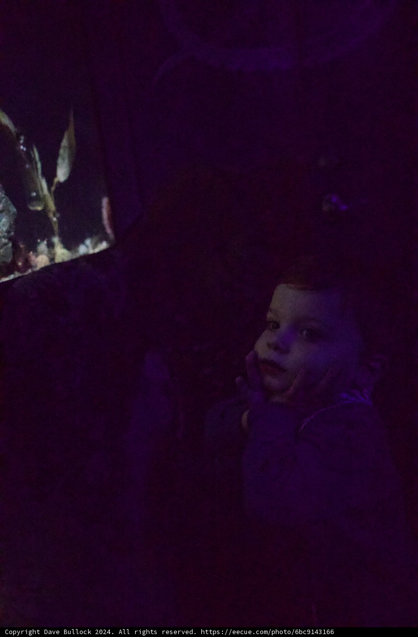 Inquisitive Lullaby: The Child and the Aquarium
