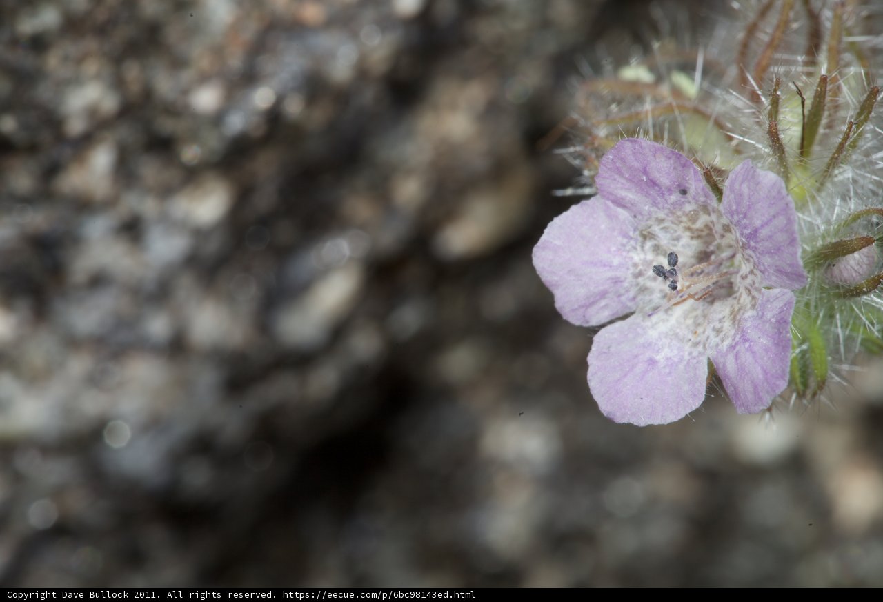 Purple Geranium Flower Growing on Rock