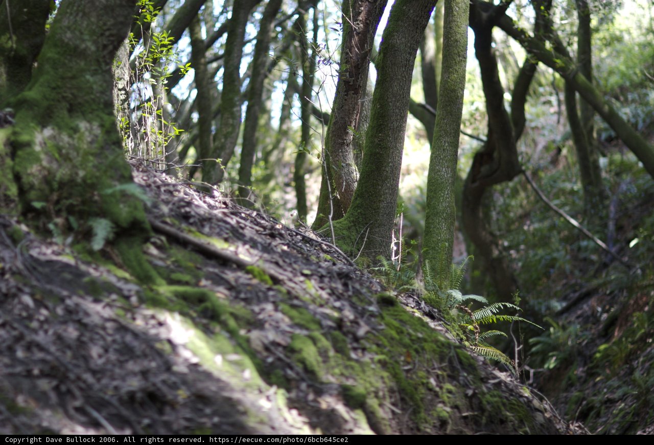 Thrilling Skateboard Ride Through the Woods