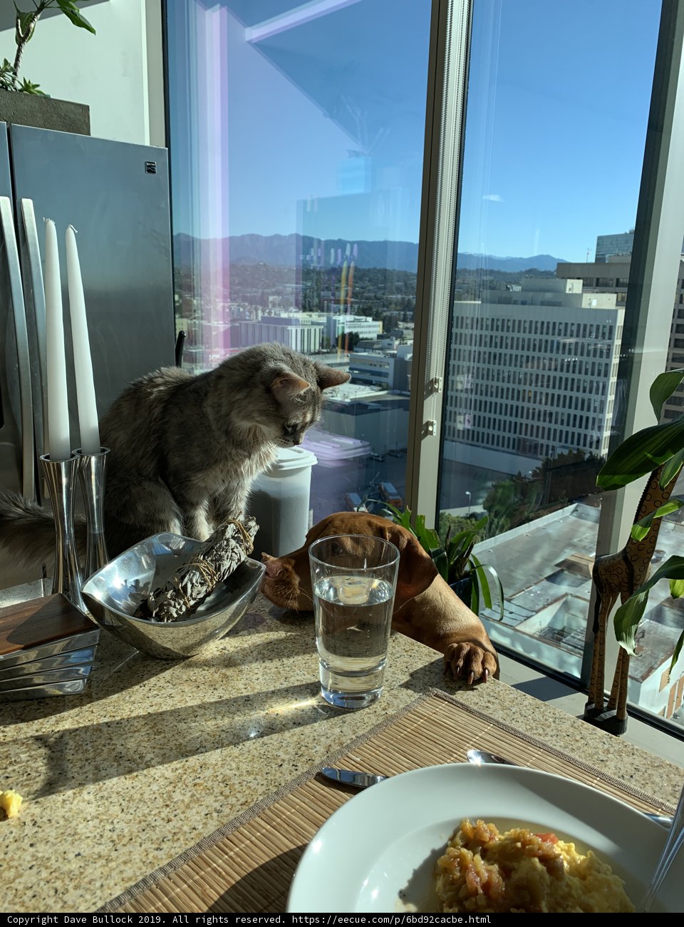 Table Cat