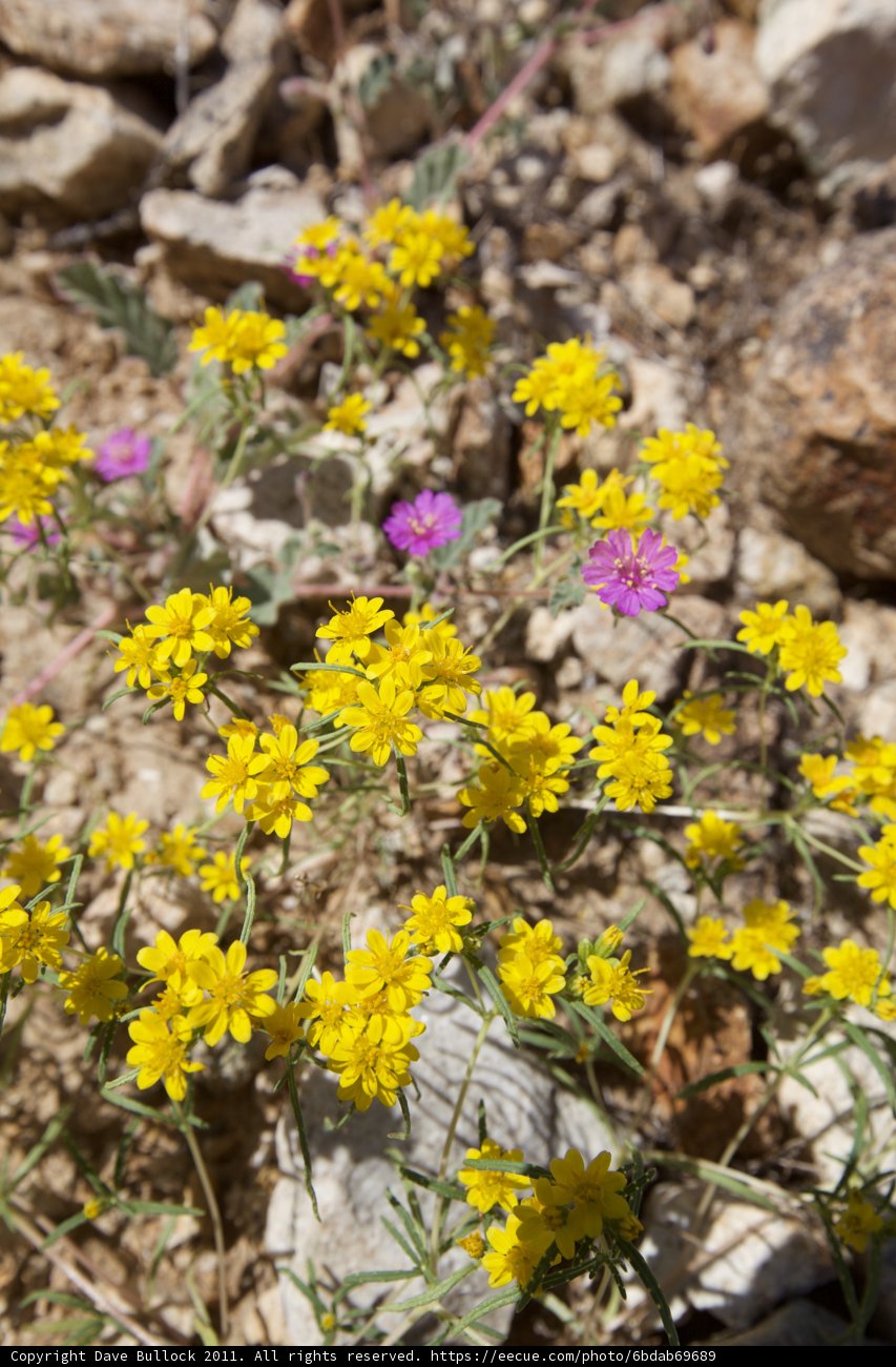 Golden Daisies Flourish Amongst Rocky Terrain
