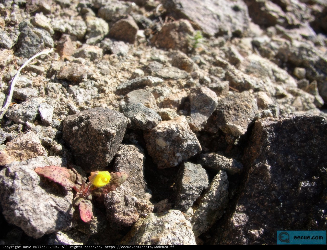Tiny Flower Braving the Rocks