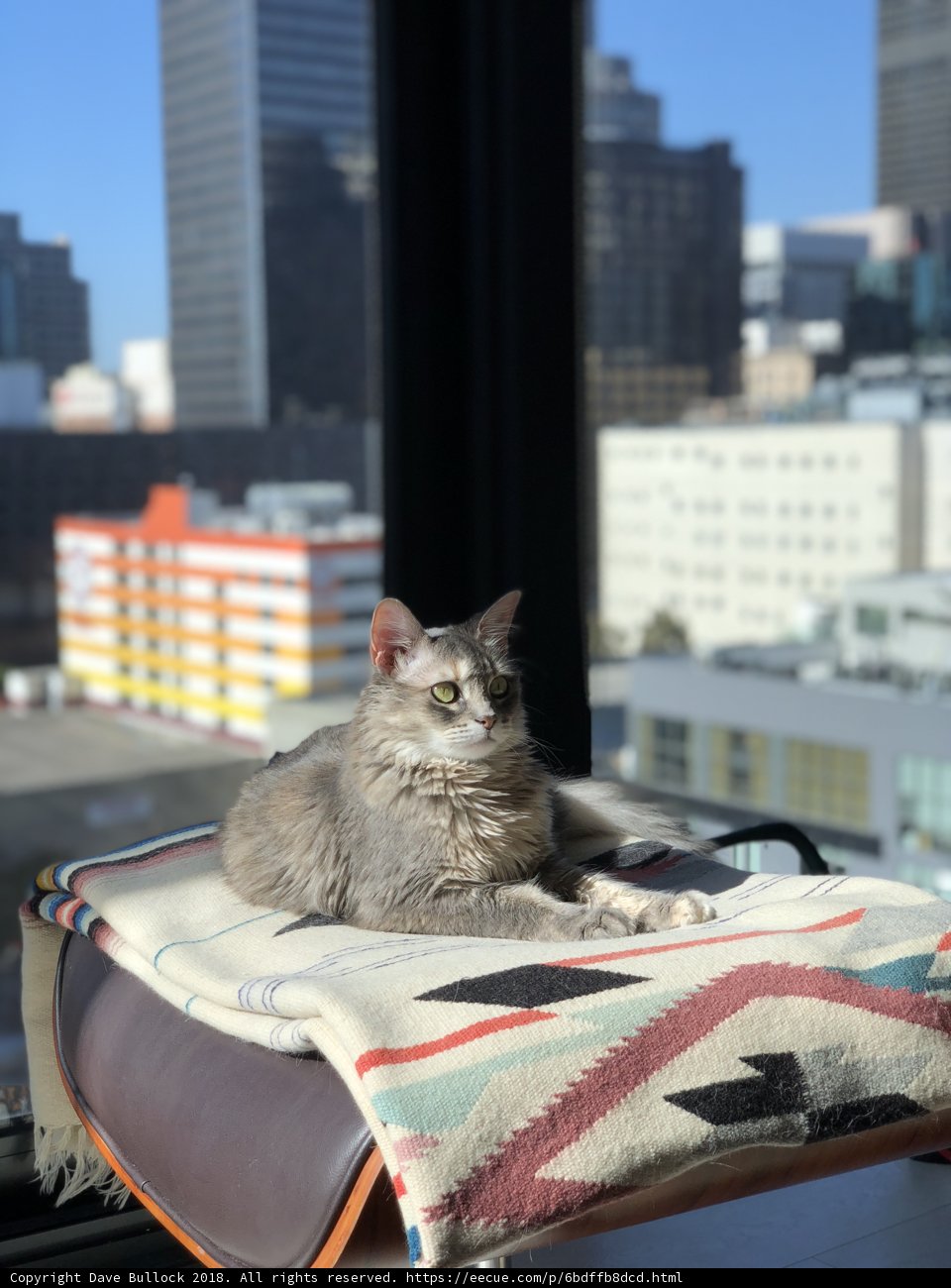 City Cat Lounging on Linen Chair