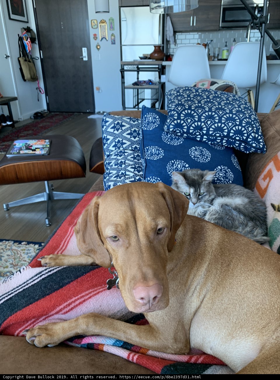 Couch Companions: A Dog and Cat's Relaxing Afternoon