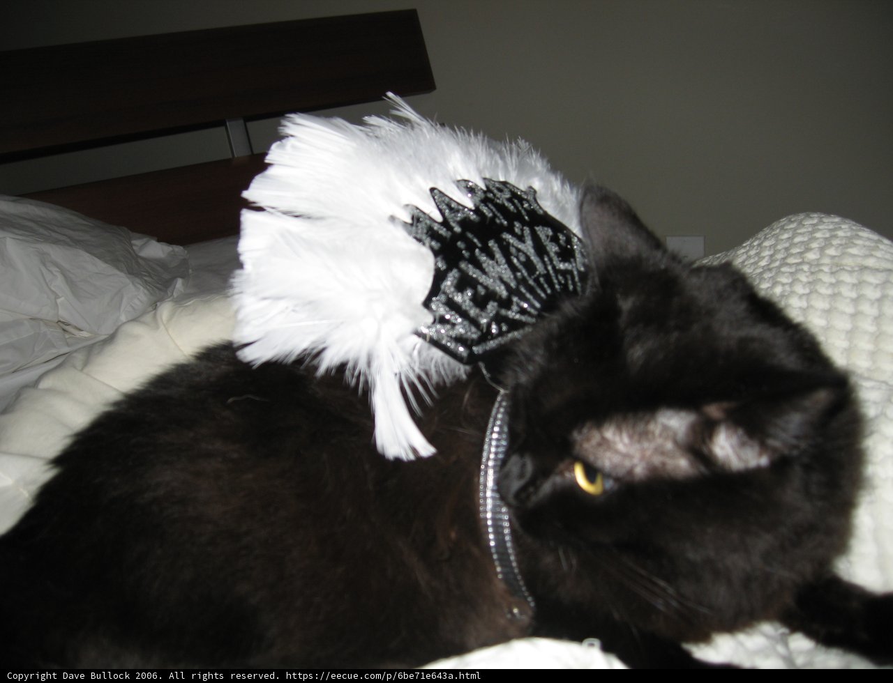 Bedazzled Feline